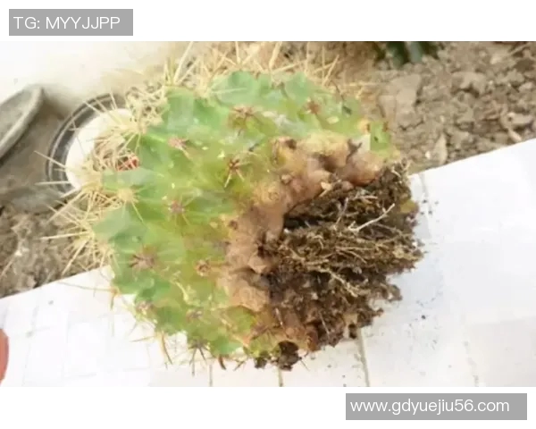 火箭连胜止步，季后赛形势岌岌可危